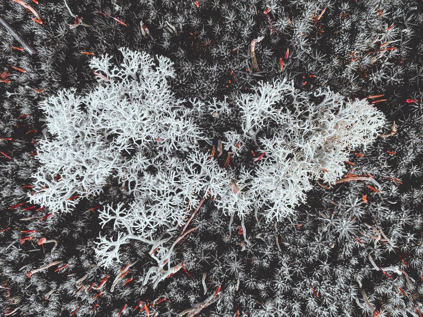 Detailed view of frosty lichen on a branch, capturing winter's intricate beauty.