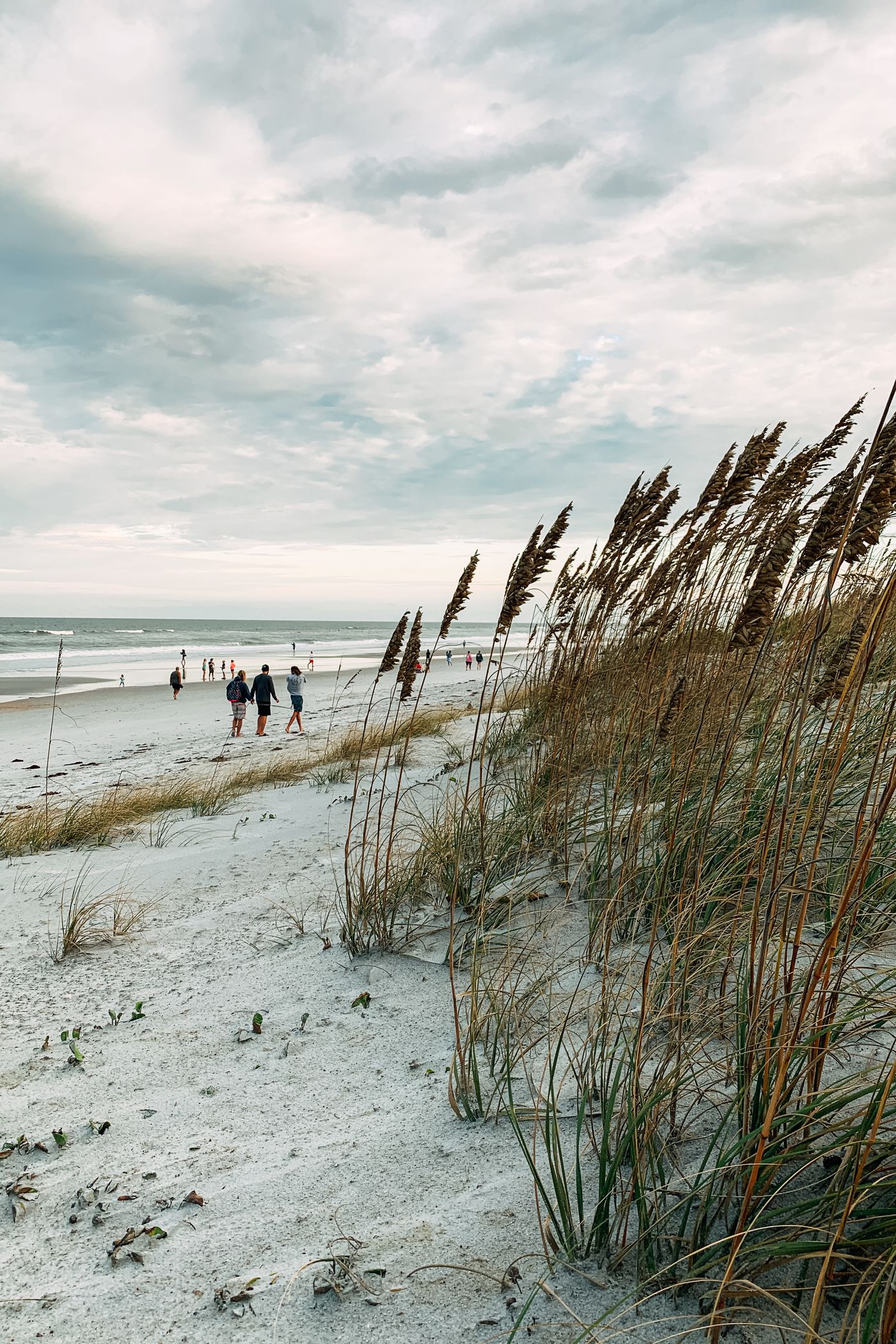 Sea oats on a dune above the beach