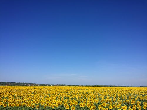 Zonnebloem Tuin Onder Blauwe Hemel