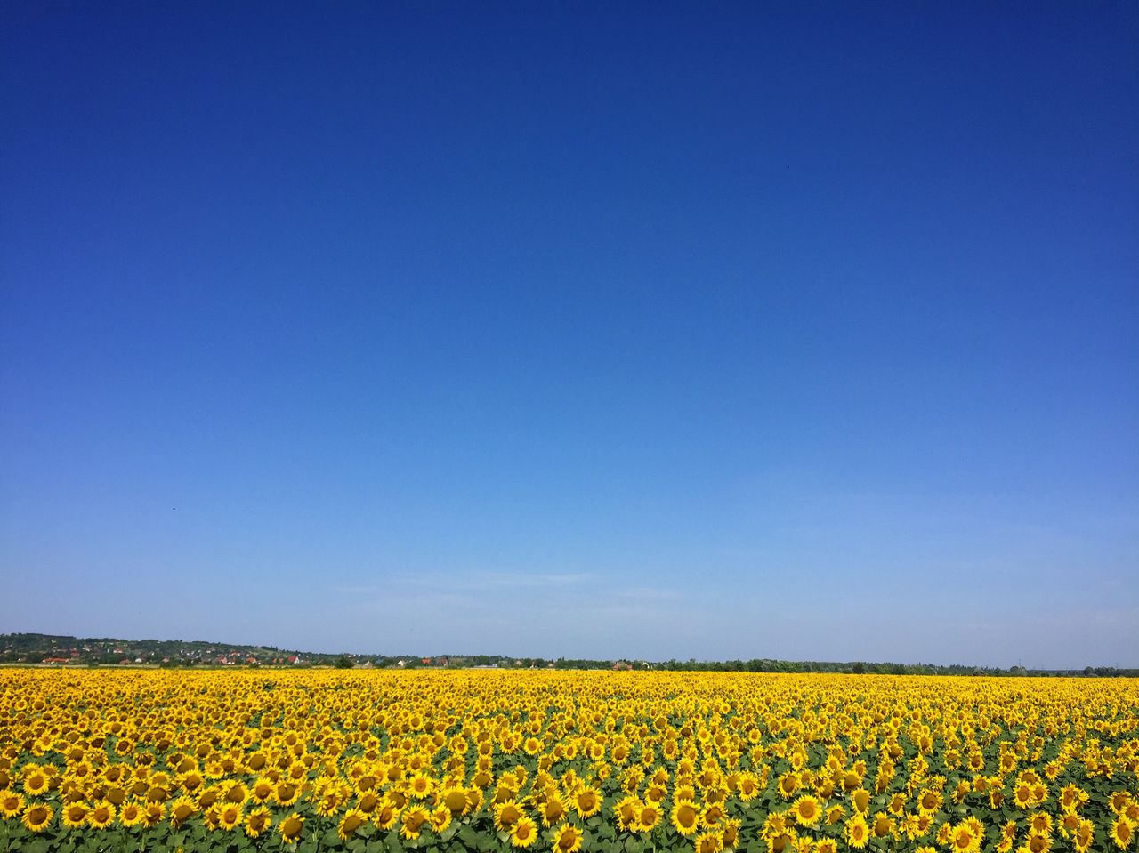a vast sunflower field with bright yellow blooms against a clear blue