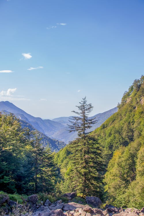 Kostnadsfri bild av berg, kullar, träd