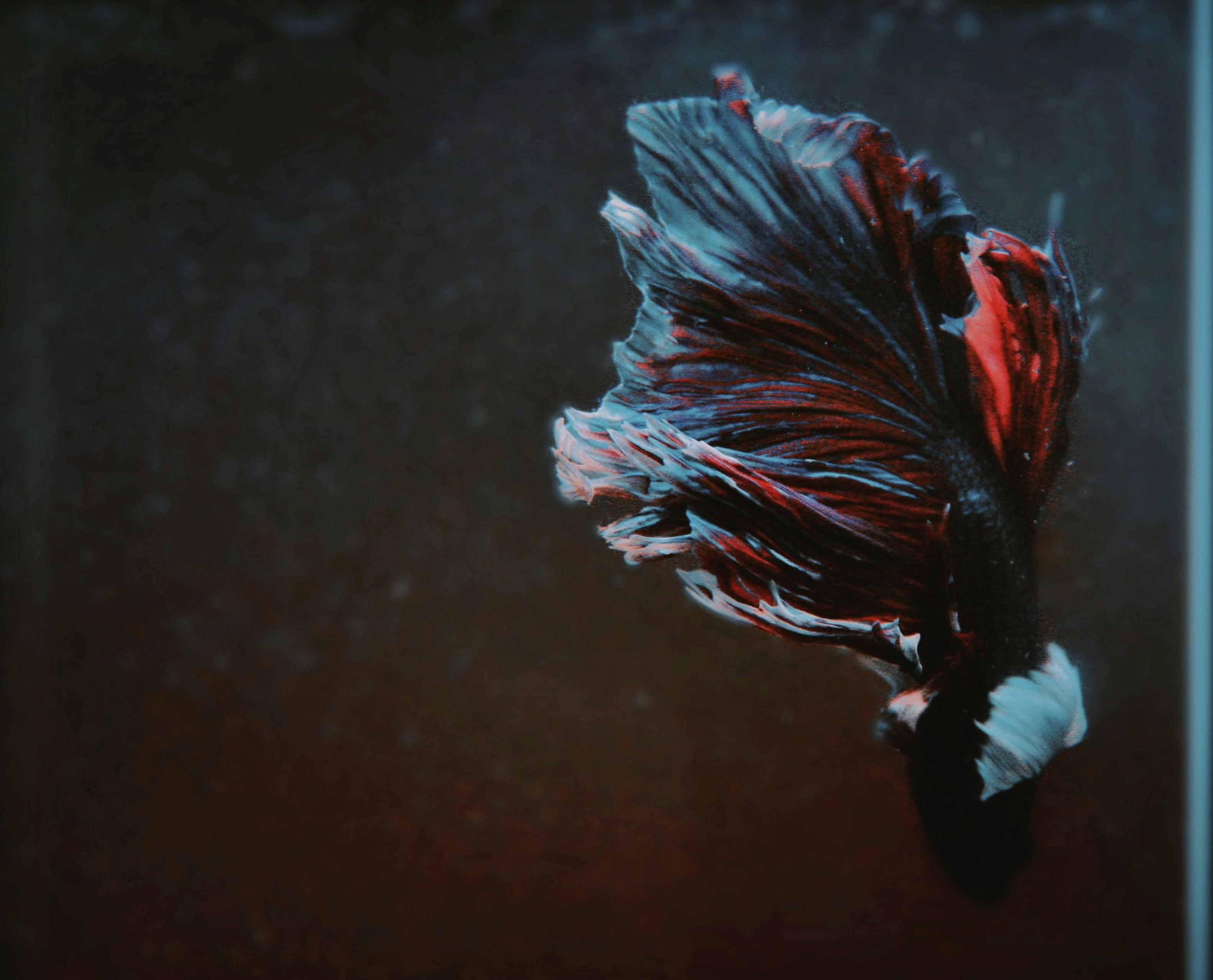 Betta Fish Images | Free Photos, PNG Stickers, Wallpapers & Backgrounds -  rawpixel