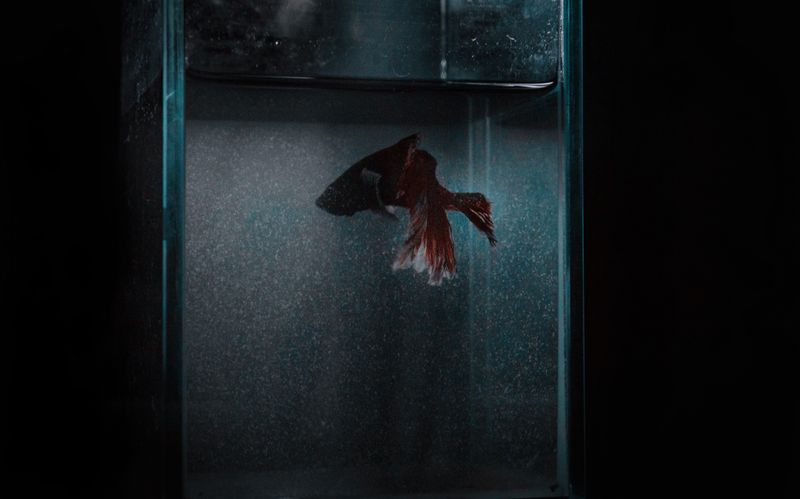 betta fish resting near a floating log ornament