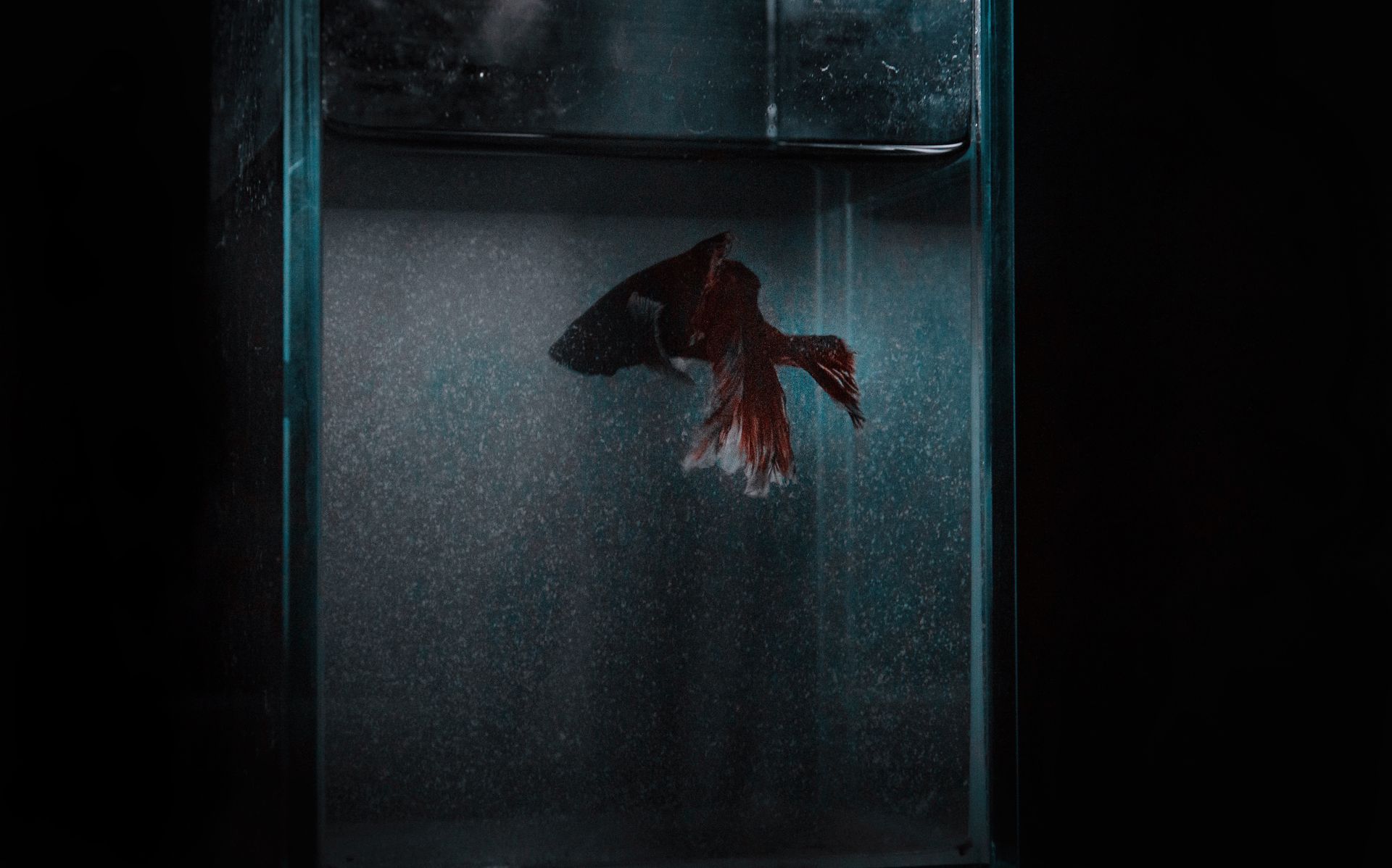 Close-up of a vibrant Betta fish swimming gracefully in a glass aquarium.
