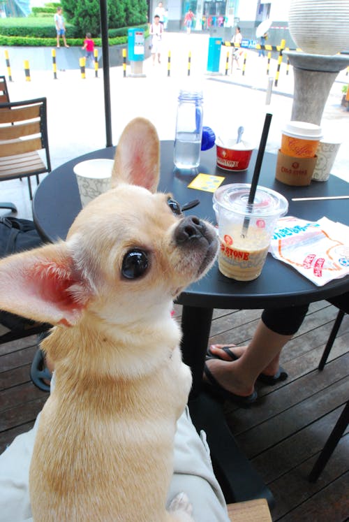 Free stock photo of chihuahua, dog