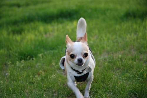 Free stock photo of chihuahua, dog Stock Photo