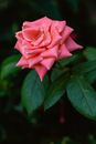 Pink Rose in Bloom