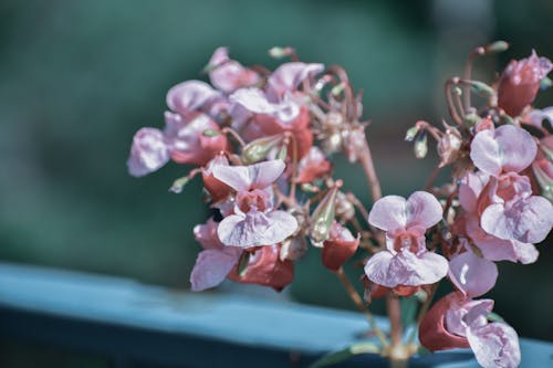 Gentle pink blooming flowers on thin stems