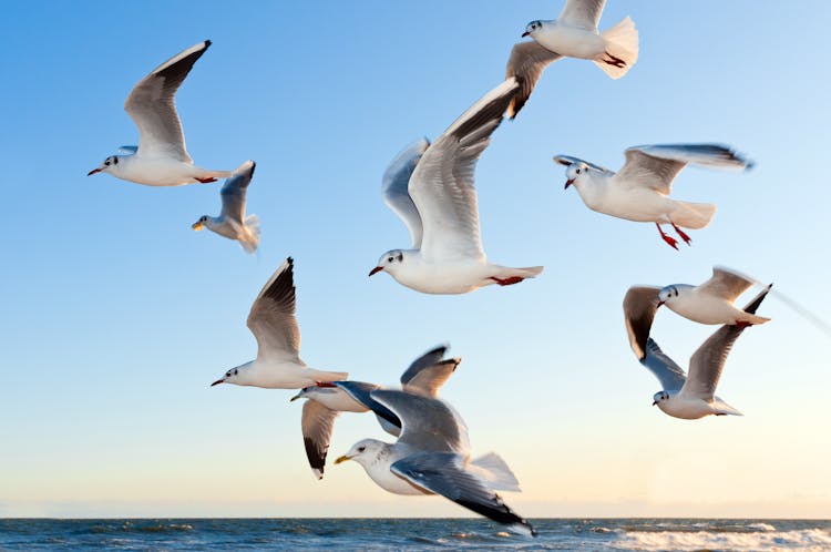 White Seagulls Flying Over The Ocean 