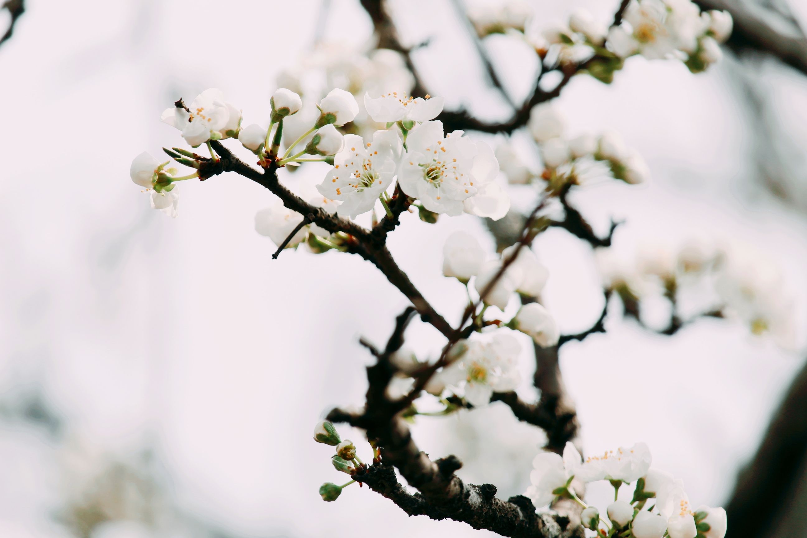 Give your home a spring reset for less than $100 with these DIY home improvement projects — Photo by Punyo Habung on Pexels
