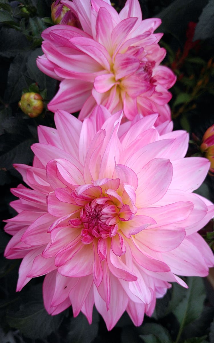 Photo Of Two Pink Dahlias In Bloom