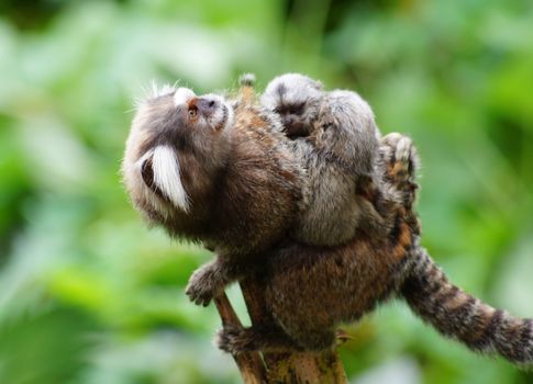 Selective Focus Photo of a Marmoset