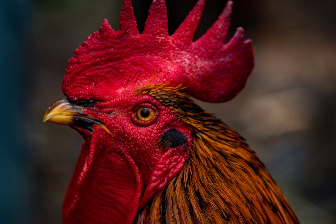 A Rooster's Head in Close-Up Photography