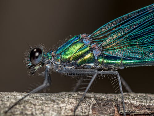 Green and Blue Dragonfly on Wood