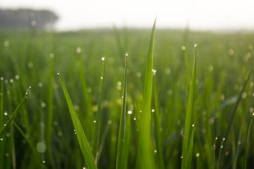 Free stock photo of bangladesh, beautiful, nature