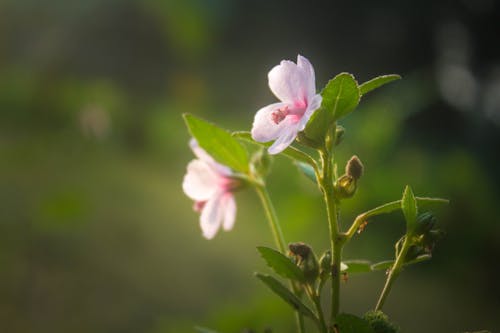 Free stock photo of beautiful, flower, nature beauty