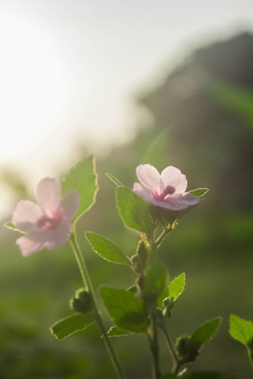 Free stock photo of beautiful, beauty of nature, flower