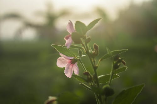 Free stock photo of beautiful, flower, morning