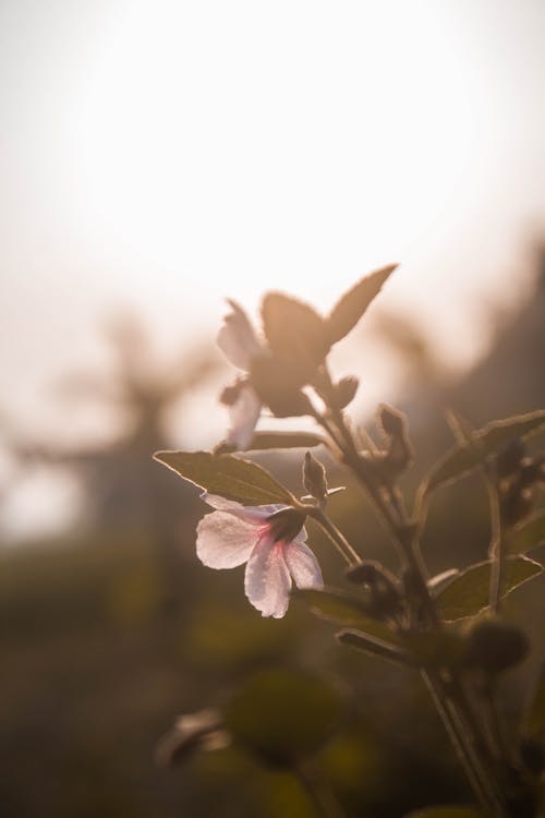 Free stock photo of beautiful, flower, nature