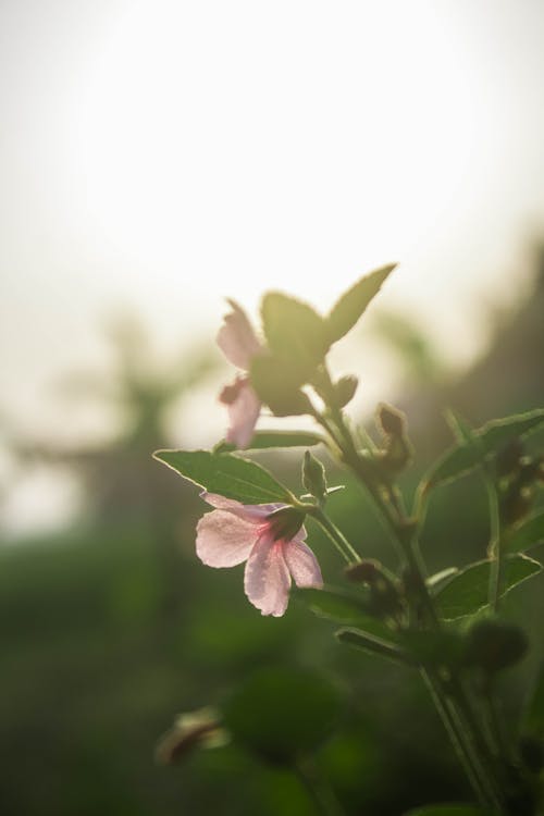 Free stock photo of beautiful, flower, morning photo