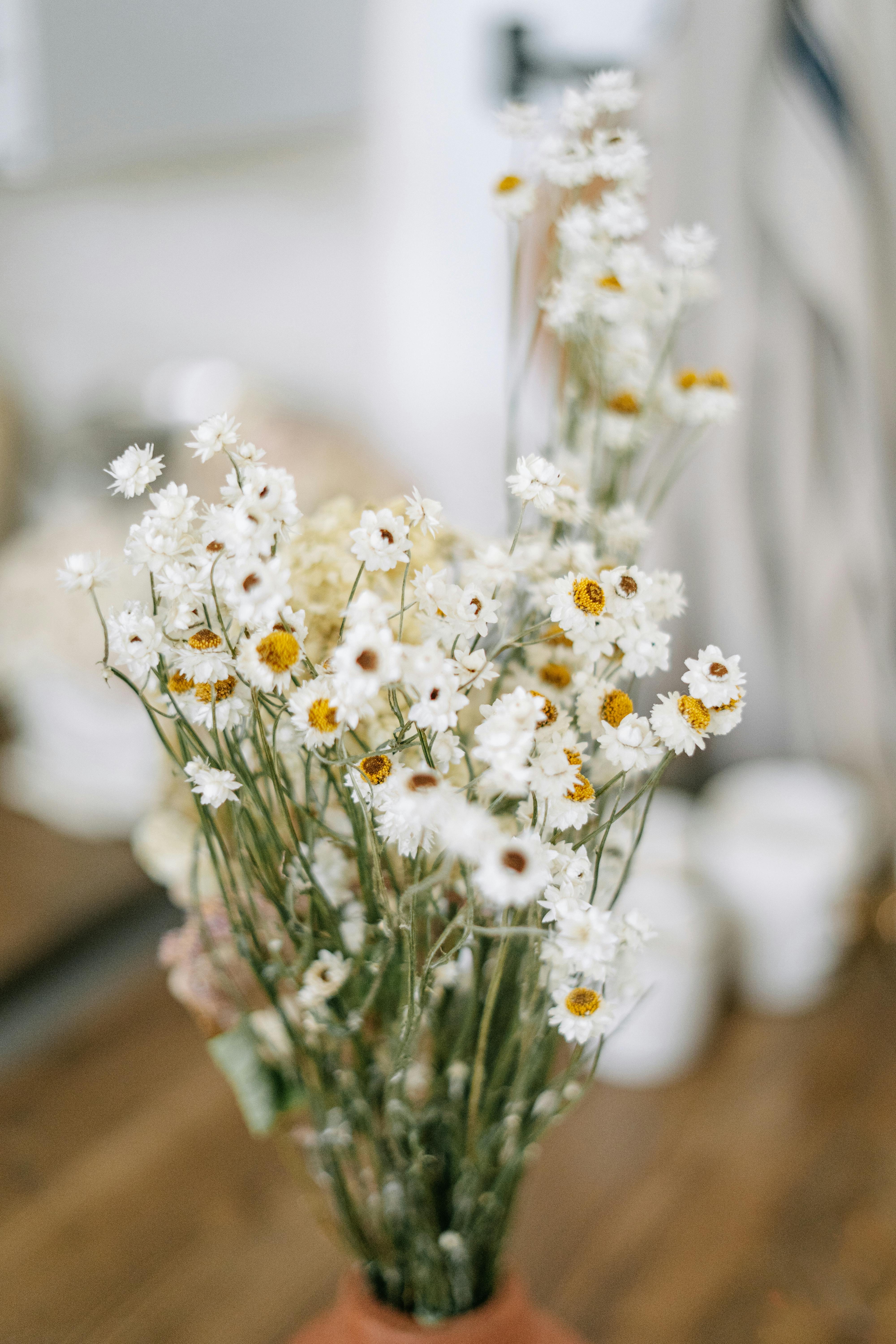 A close-up of delicate white daisies with yellow centers, captured in soft focus.