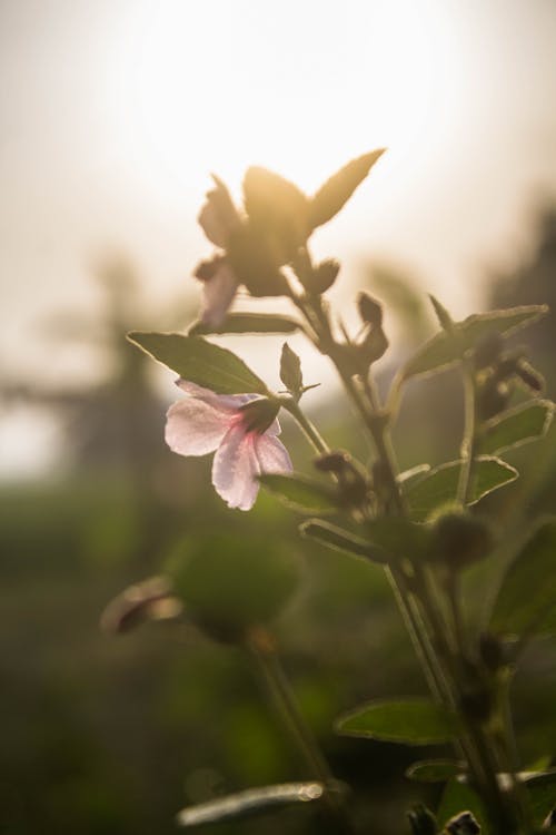 Free stock photo of beautiful, flower, photo