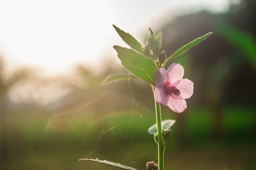 Free stock photo of beautiful flower, photo