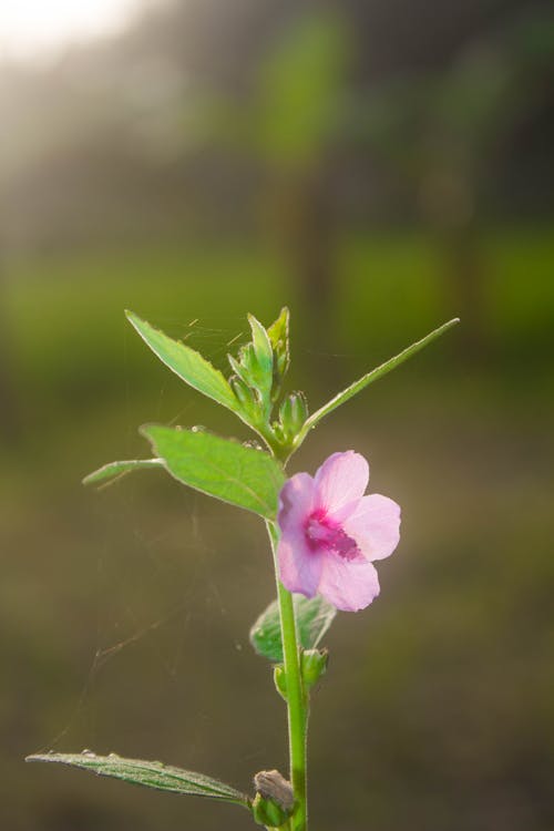 Free stock photo of beautiful, flower, photo