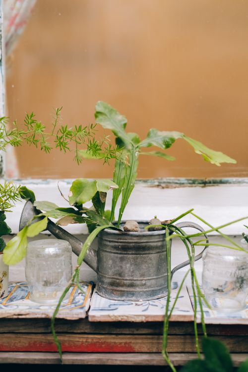 Free Vintage watering can with lush plants on a shelf, perfect for cozy home decor. Stock Photo
