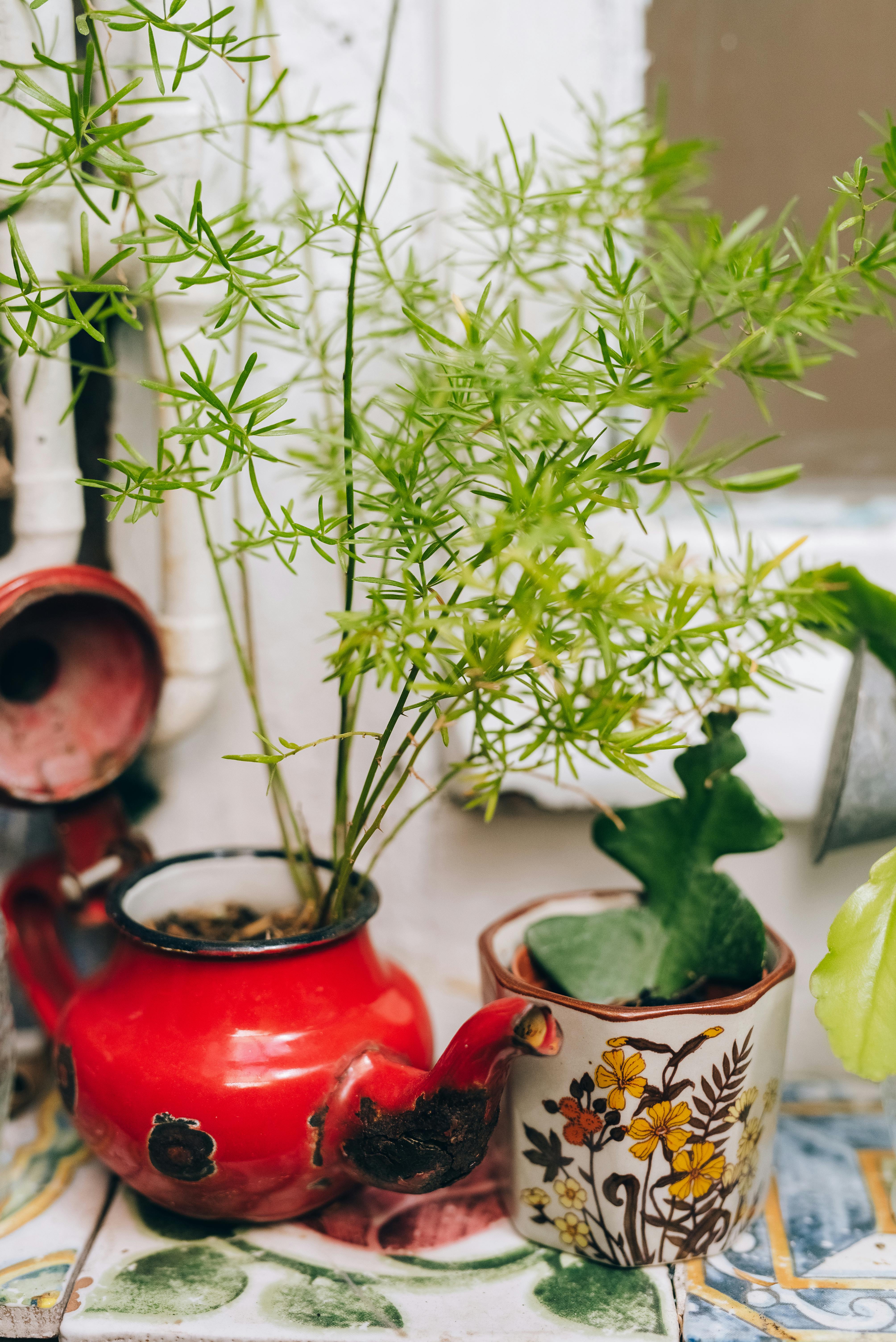 复古茶壶和花杯中的室内植物为室内增添了一丝自然气息