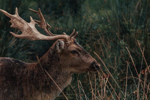 Cute deer standing in lush grass