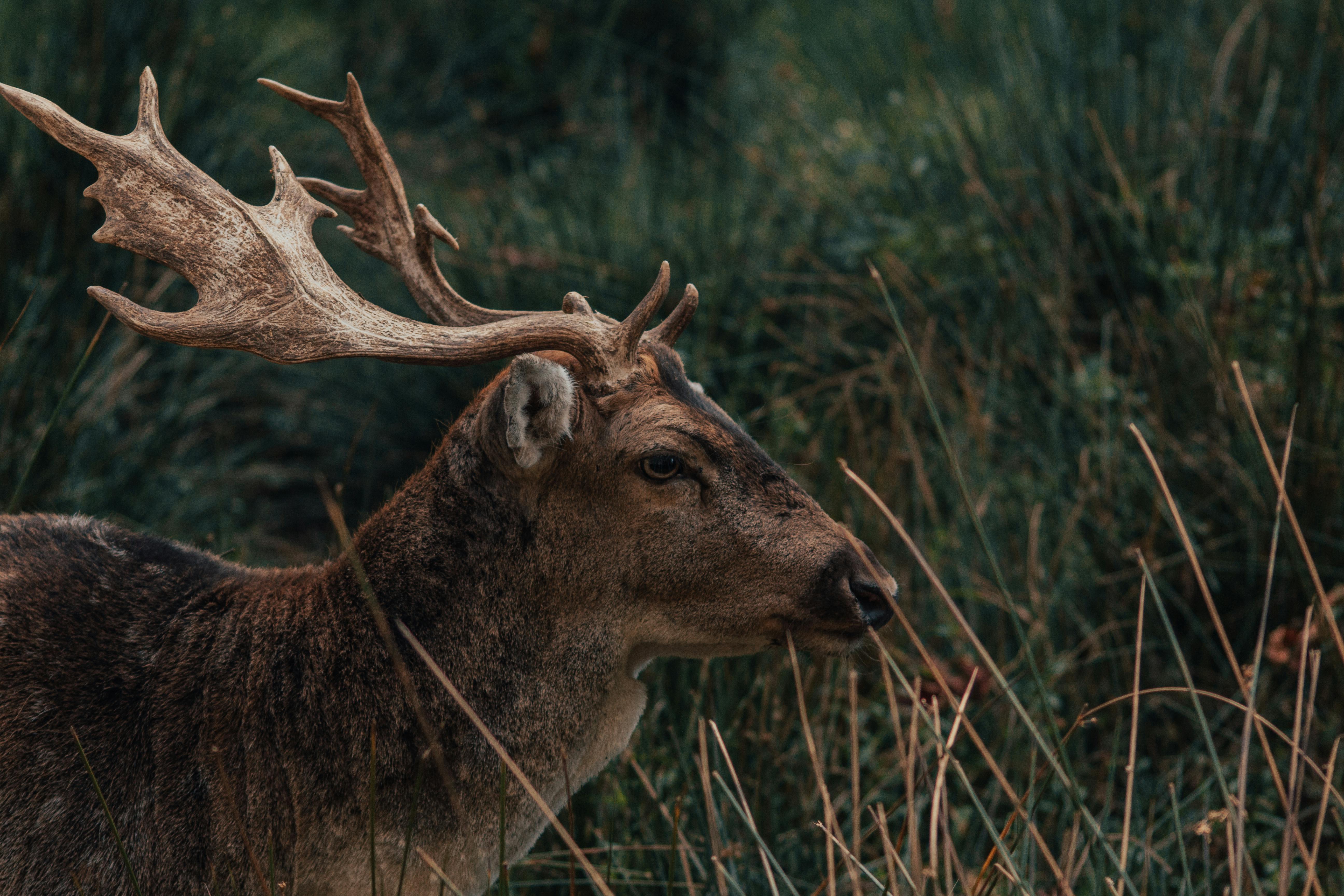 Deer On Grassy Meadow Among Trees In Wild Nature · Free Stock Photo