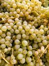 White Round Fruits on White Surface