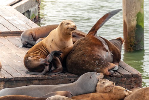 Seals Lying on a Wooden Pier 