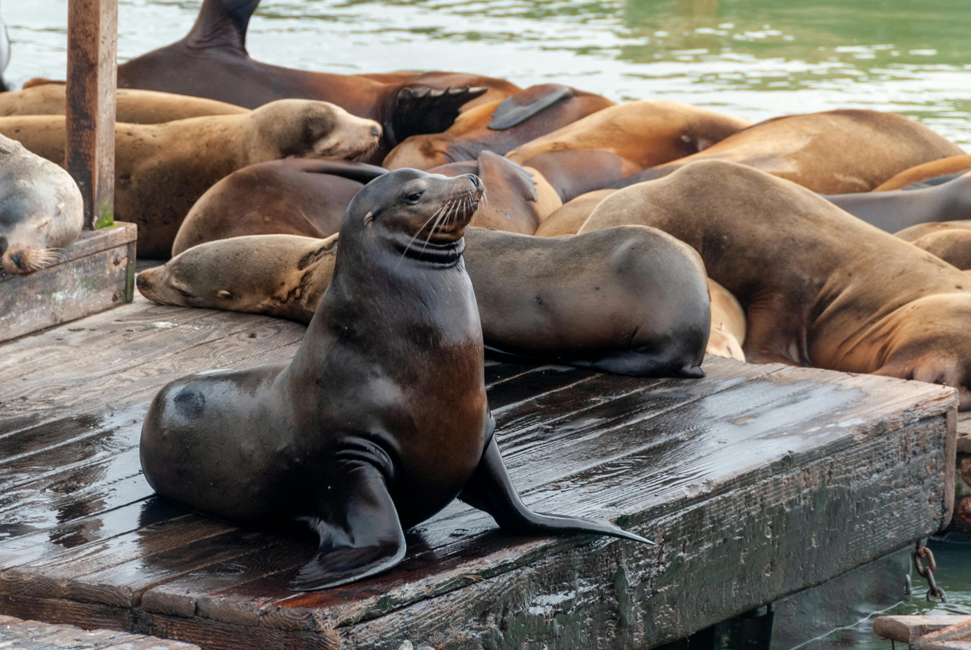File:Sea Lions, Fisherman's Wharf, San Francisco.jpg - Wikipedia