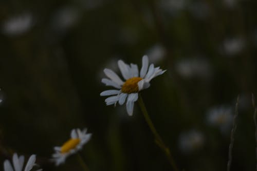 Free stock photo of alone, atmospheric evening, colour