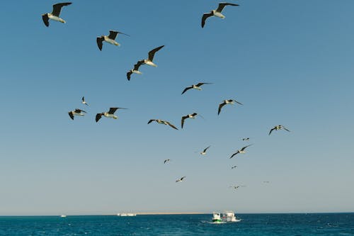A Flock of Seagulls Flying over the Sea