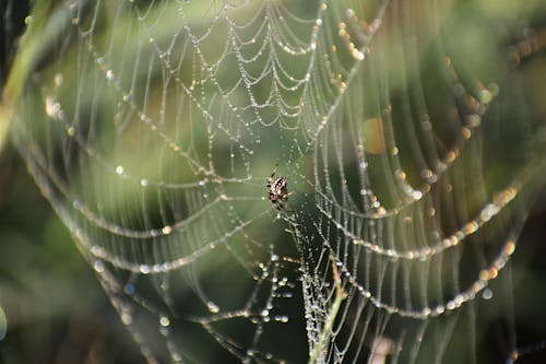 Spider Web With Water Droplets