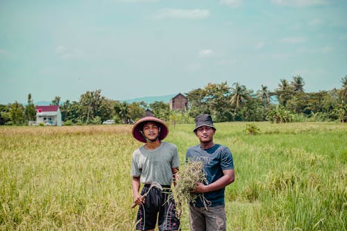 Immagine gratuita di agricoltura, azienda agricola, campo