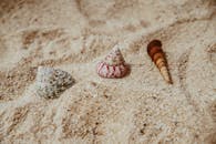 特写镜头捕捉了沙滩上三颗色彩缤纷的贝壳，尽显夏日气息