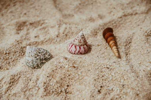 特写镜头捕捉了沙滩上三颗色彩缤纷的贝壳，尽显夏日气息