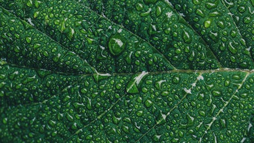 Free Close-up Photography of Green Leaf With Drops of Water Stock Photo