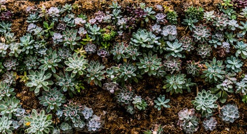 Green Succulent Plants