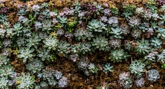 在纹理丰富的花园环境中，生长着充满活力的彩色多肉植物