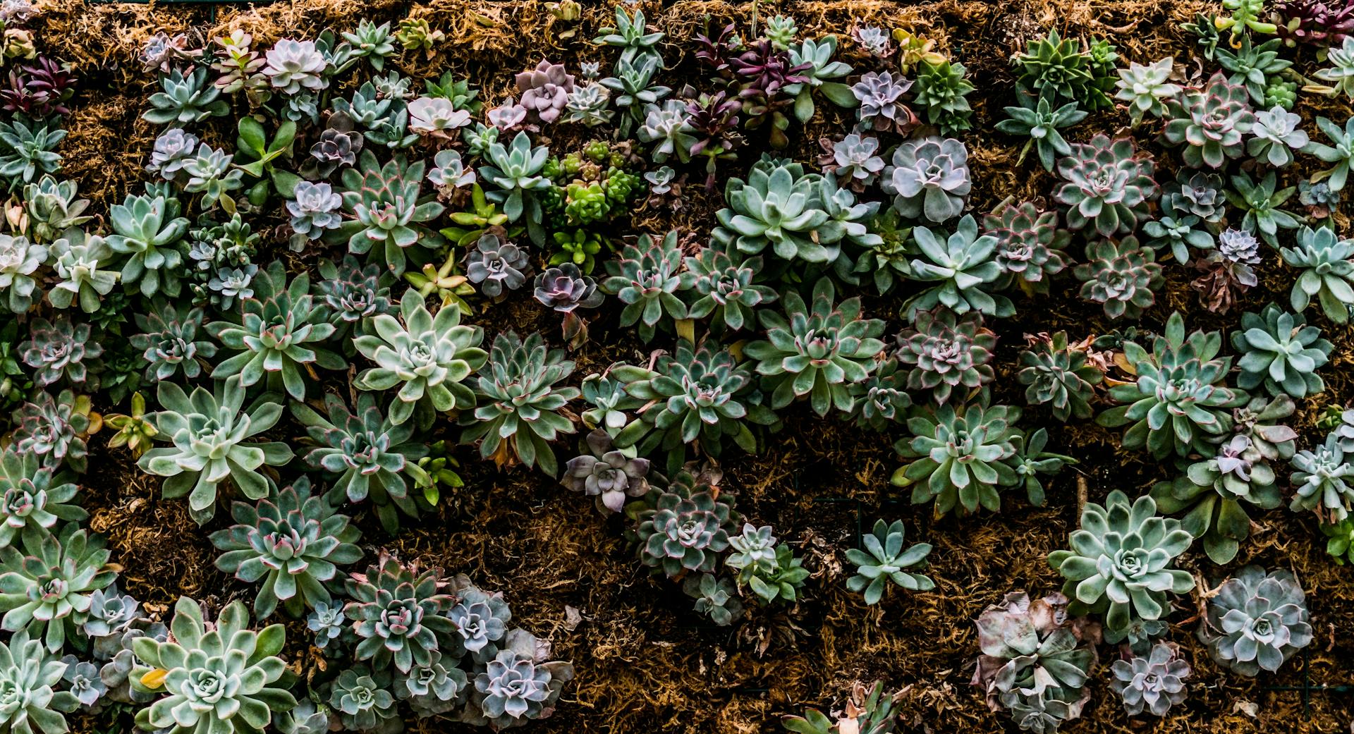 Vibrant array of colorful succulent plants growing in a textured garden setting.