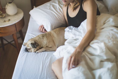 Free Woman Leaning on Bed Beside Puppy Stock Photo