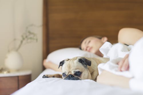 Pug Sleeping Beside Woman on Bed