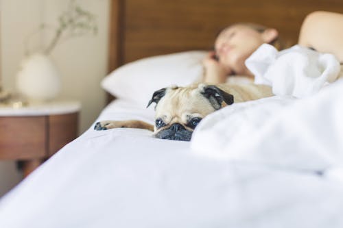 Fawn Pug Lying on Bed Beside Sleeping Woman