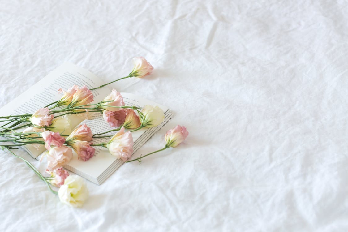 婚禮壁紙 婚禮背景 書 植物群 玫瑰 白色背景 綻放的花朵 花 花瓣 開花 顏色的免費圖庫相片