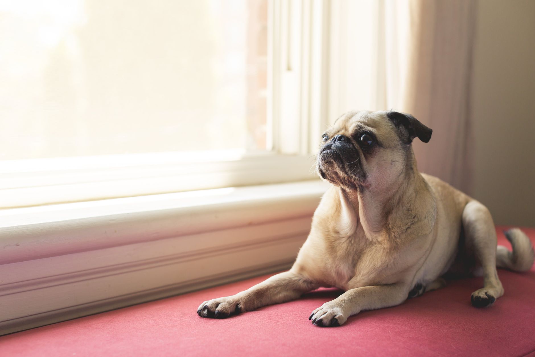 Pug resting indoors in soft light